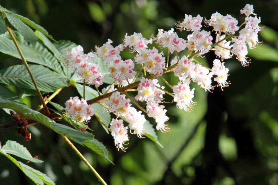Flores de castanha para combater varizes em casa